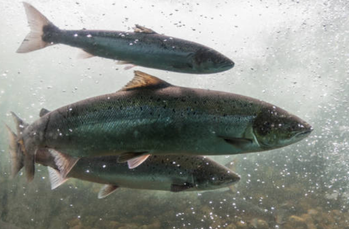 연어 무리의 꿈