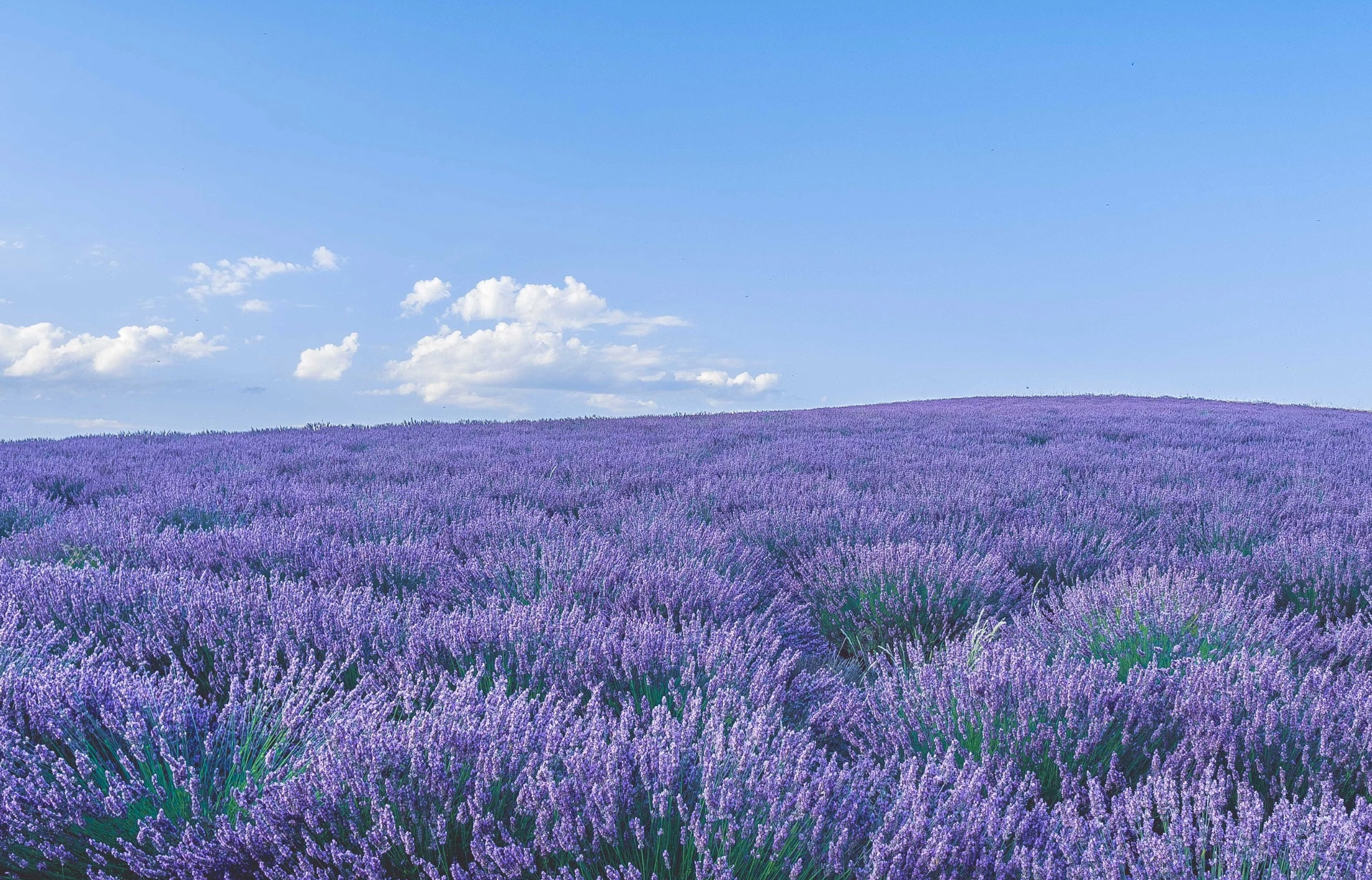 라벤더꿀 하루 권장량