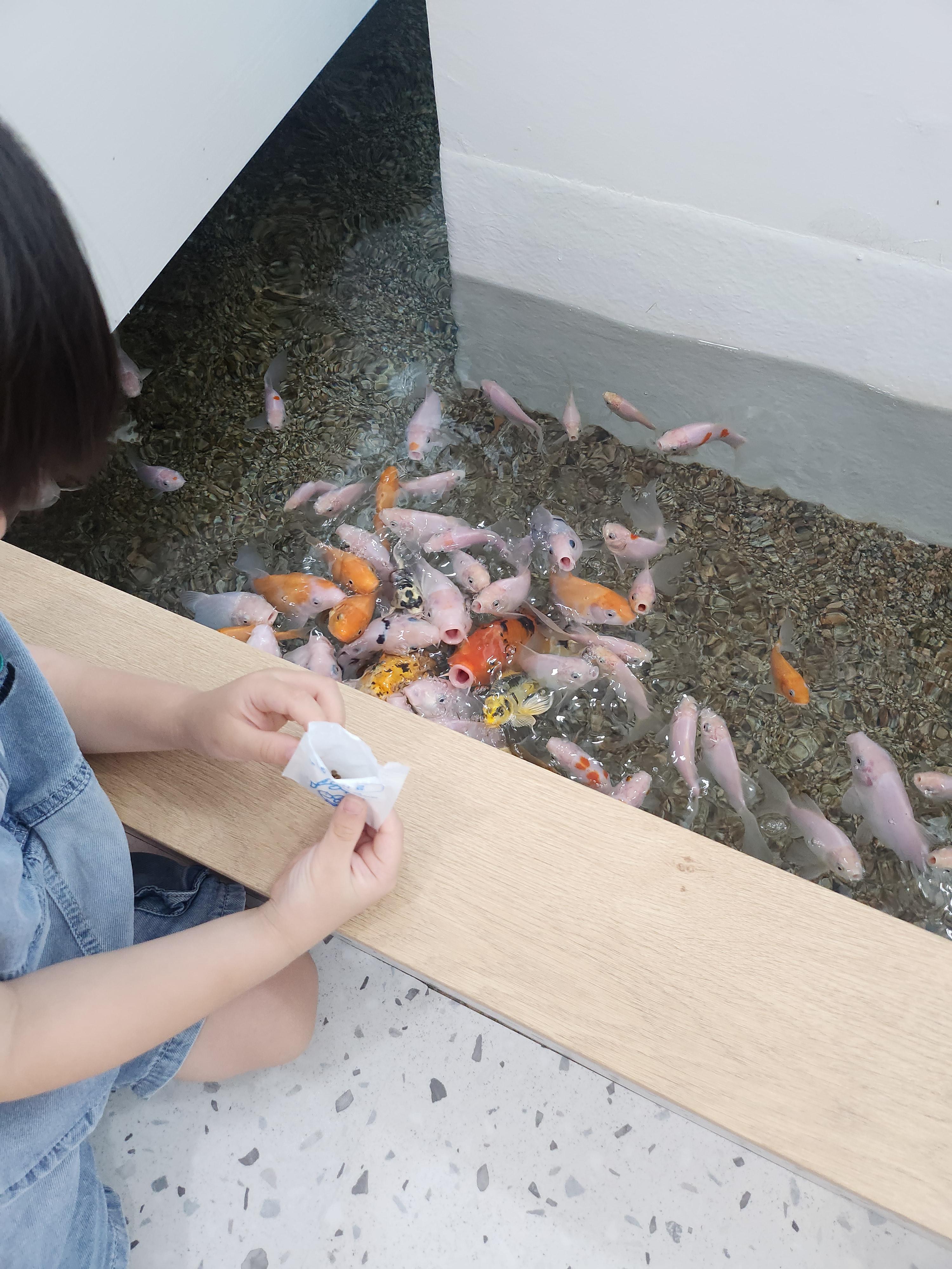 명지-아쿠아플레이하우스-잉어-먹이체험
