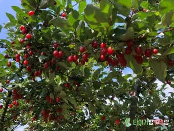보리수나무 재배 전정 관리 착과 유도 열매 활용_2