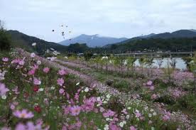 제24회 석곡 코스코스 음악회 기본일정과 출연진 소개 황민호 미스김 현진우 서경주 출연