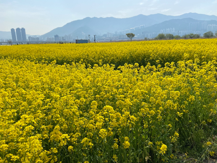부산 유채꽃 명소 대저생태공원 후기 - 위치와 주차정보