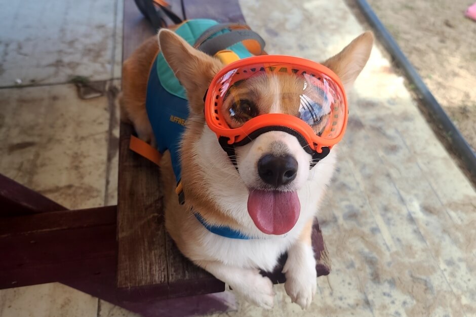 반려동물 해수욕장