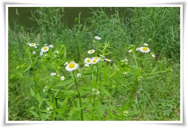 "망초와 개망초를 아시나요?" 자연의 보물, 그 놀라운 비밀!