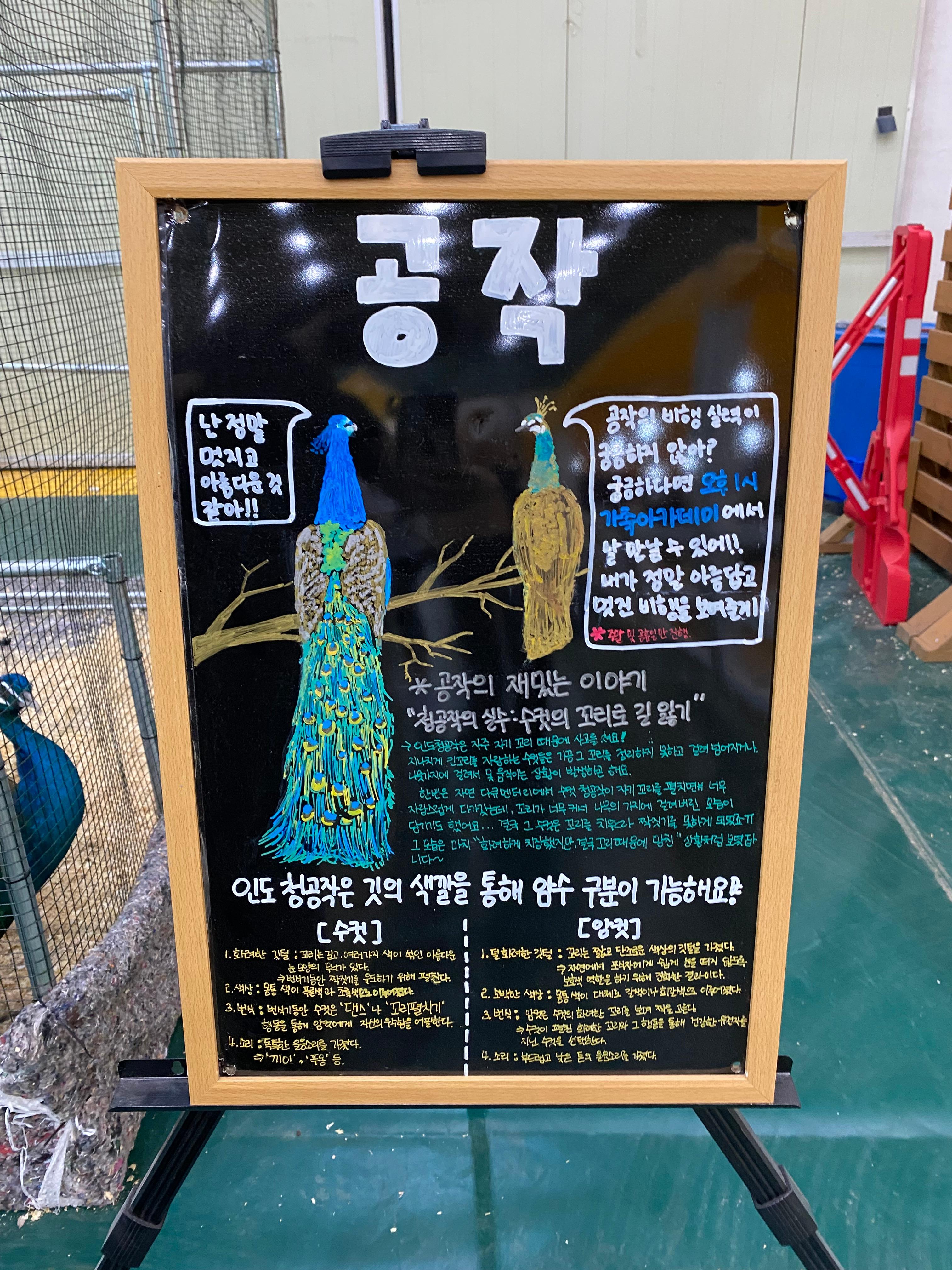 공작새에대한 설명