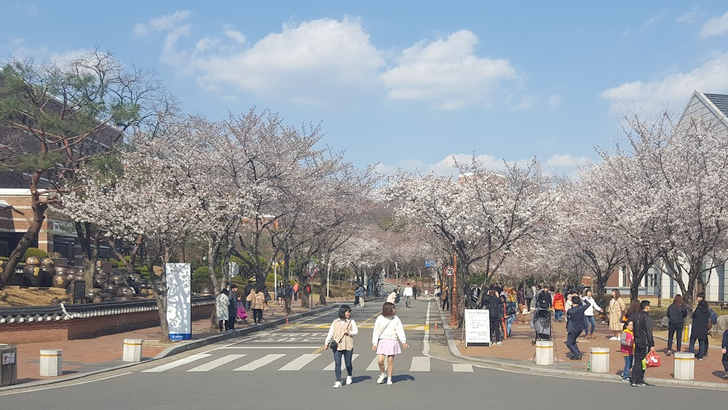 대구 계명대학교 벚꽃