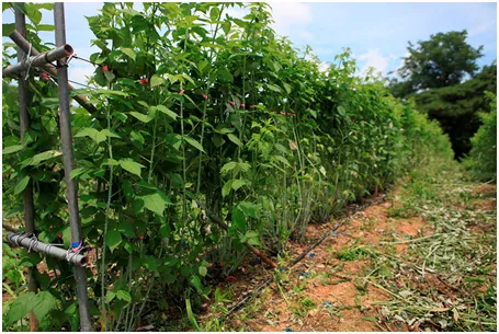 복분자 재배 지주 세우기 가지치기 병해 예방_2