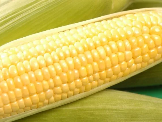 옥수수 칼륨성분