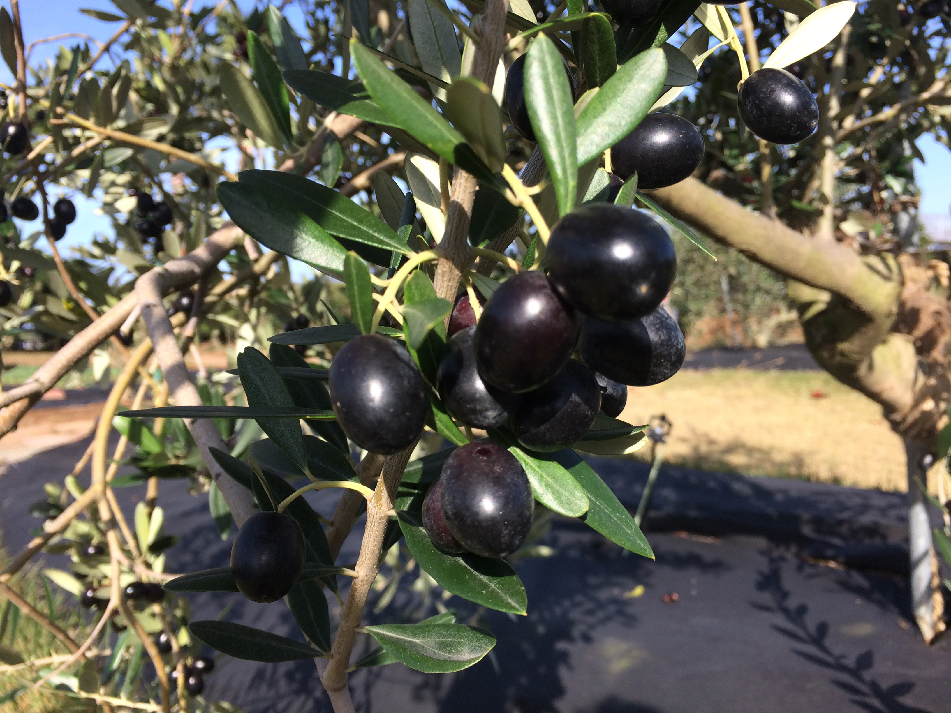 올리브 효능 및 부작용