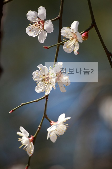 양산원동매화축제