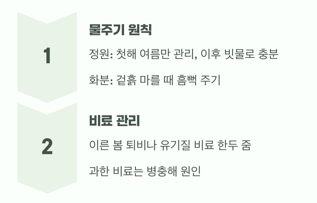 5. 물과 비료&amp;#44; 과하지 않게 자연스럽게