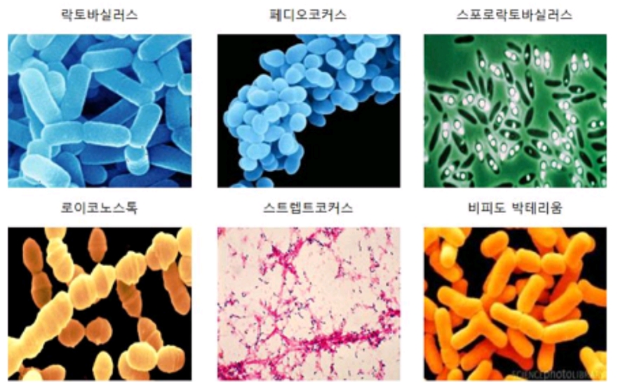  포스트바이오틱스 효능 2