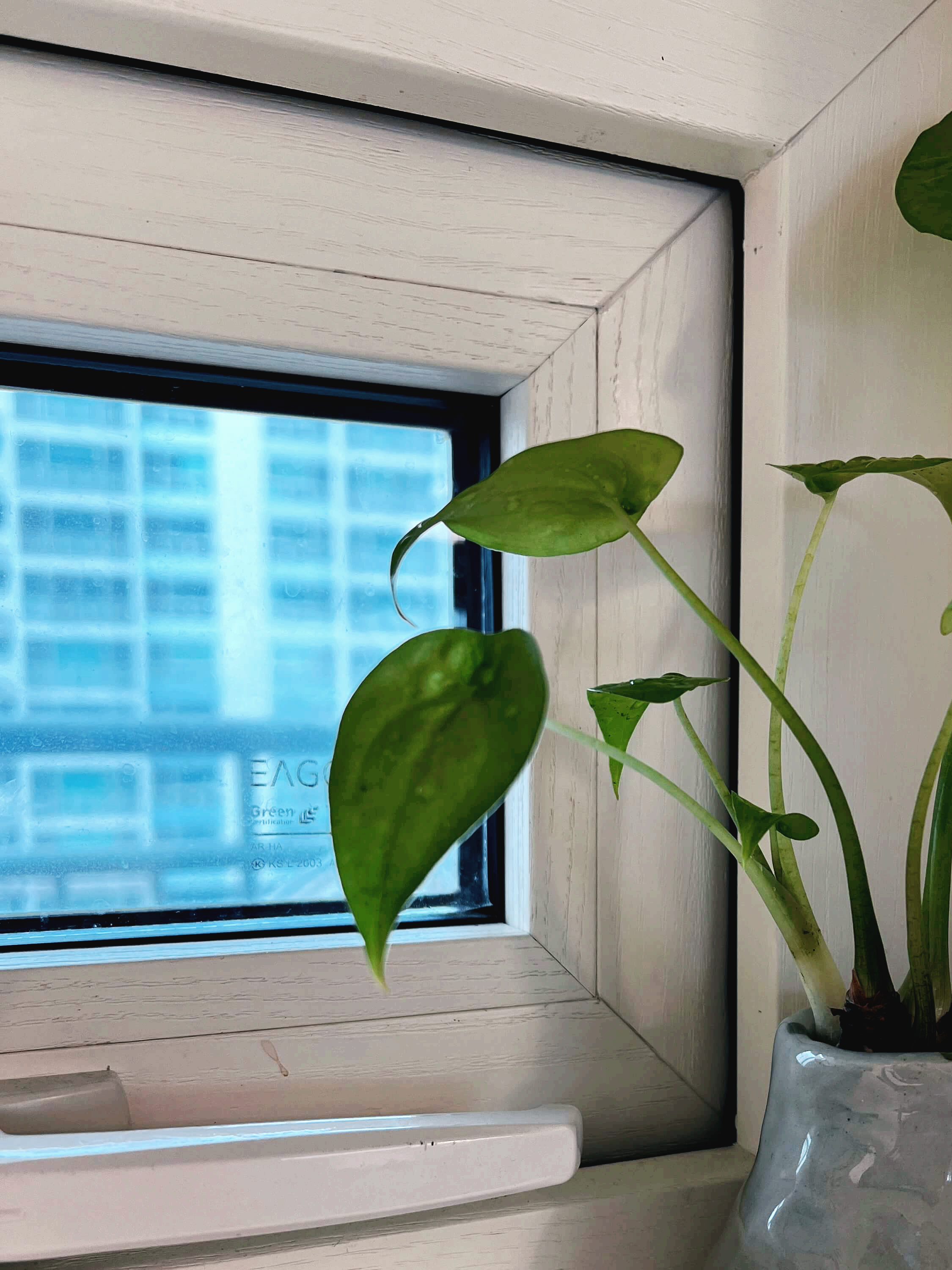 꽃병에 꽂아준 알로카시아