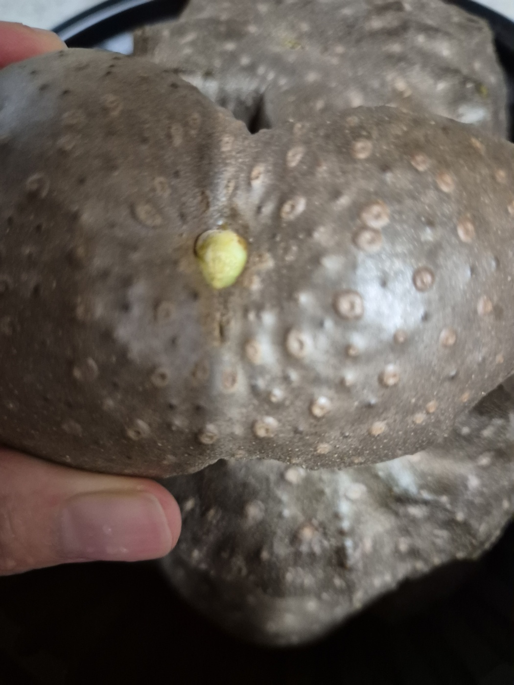 하늘마 효능 먹는 방법 보관방법 부작용