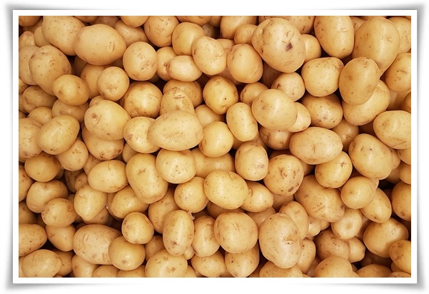 8월에 심기 좋은 텃밭 작물, 풍성한 수확을 위한 최고의 작물 추천