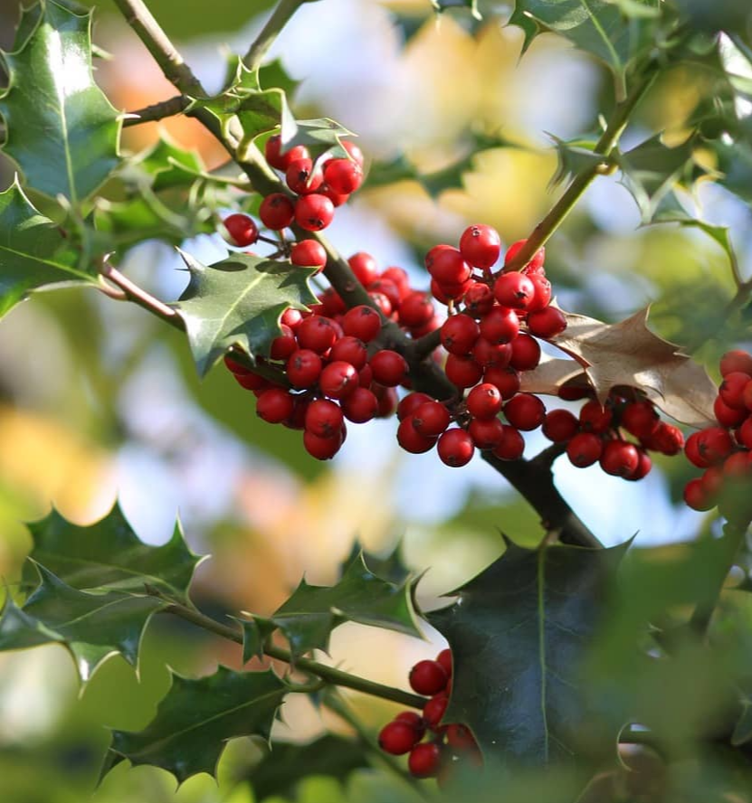 겨울철 더욱 매력적인 호랑가시나무