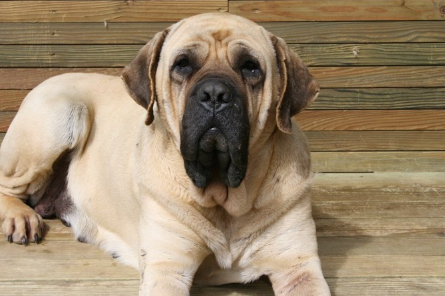 개집에서 지내는 잉글리쉬 마스티프.