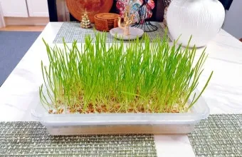 새싹보리 재배 발아 온도 물 분무 수확 시기_3