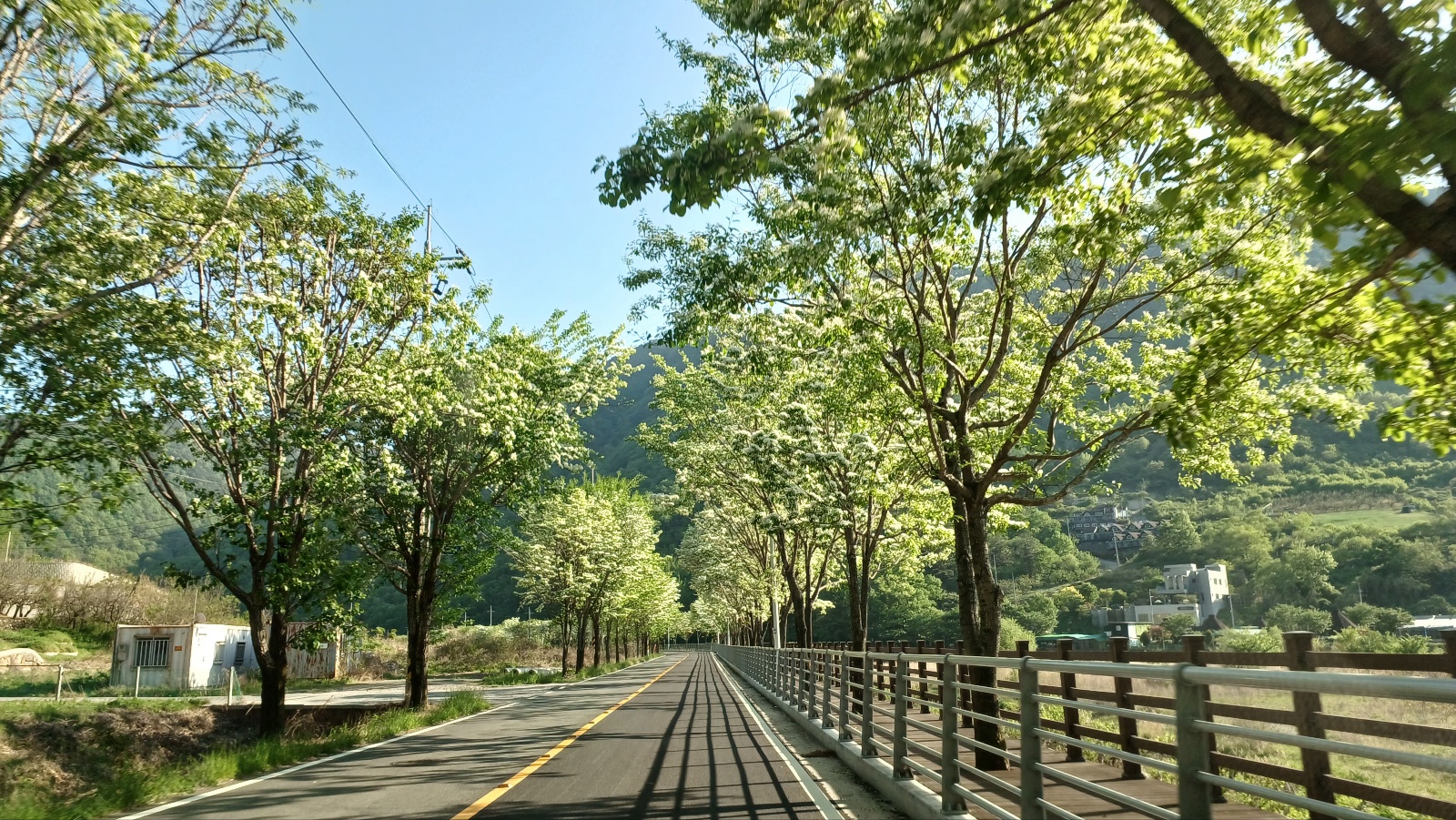 밀양댐 생태공원 이팝나무길1