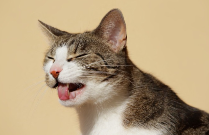 혀를 내밀고 있는 회색 새끼 고양이.