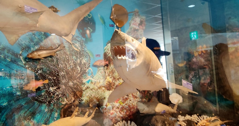 바다 생물들 전시품