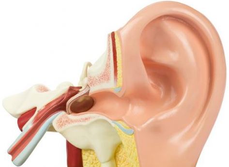 귀의 구조를 나타내는 그림