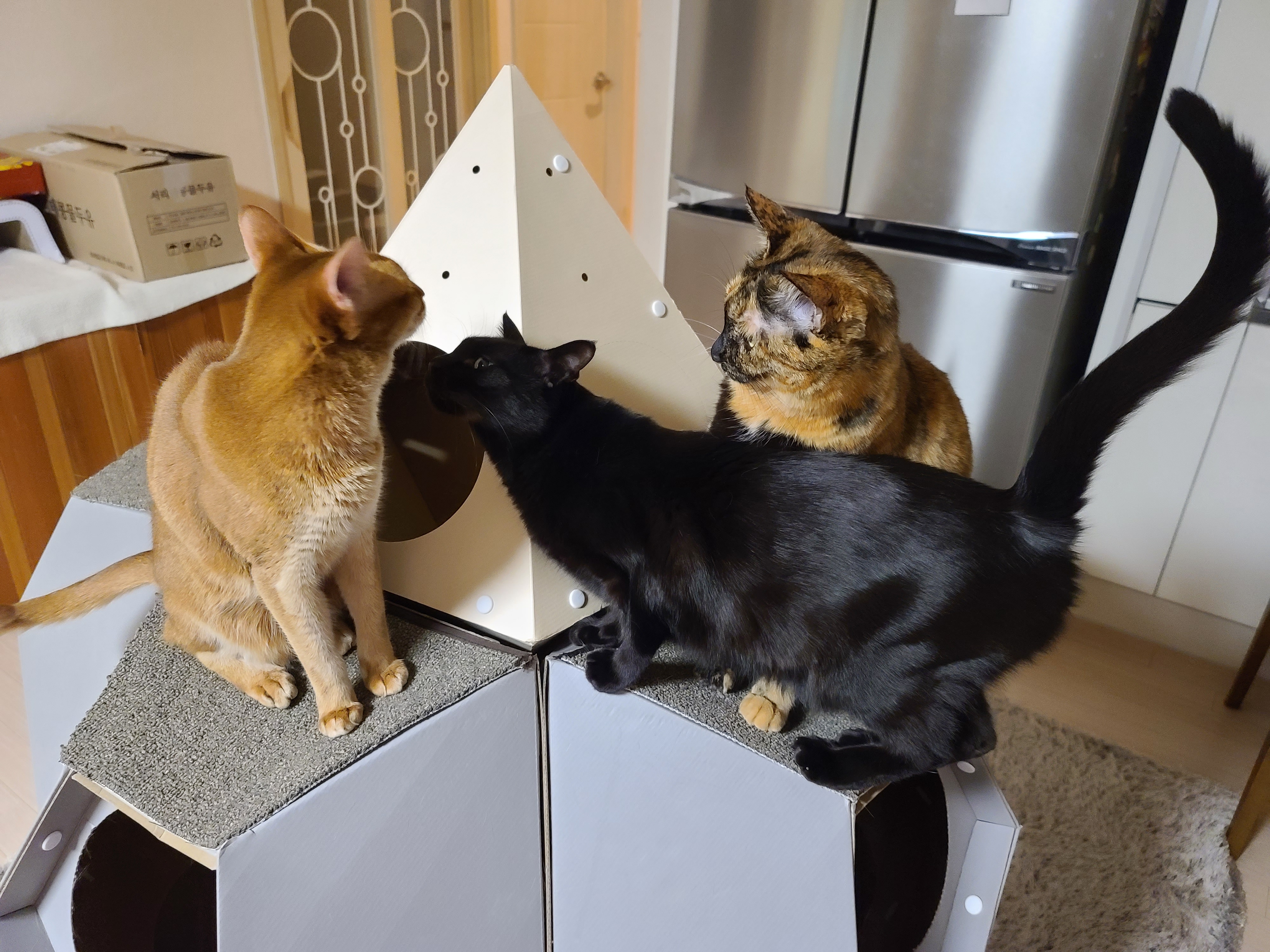 며칠전 건이가 작업하던 박스의 현재모습. 고양이 박스뜯기.