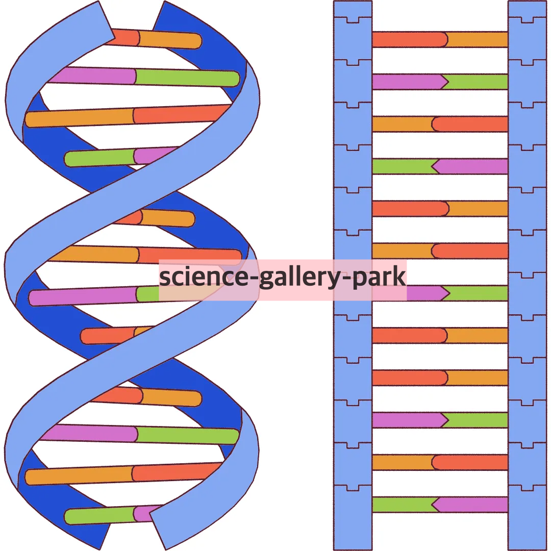 DNA 그림 설명