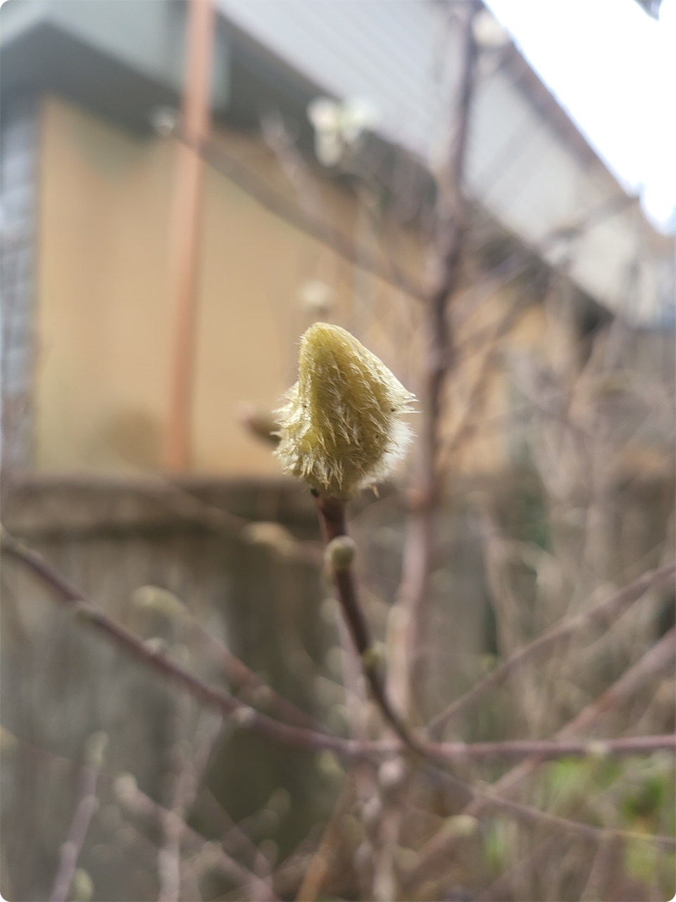 목련 꽃 봉오리