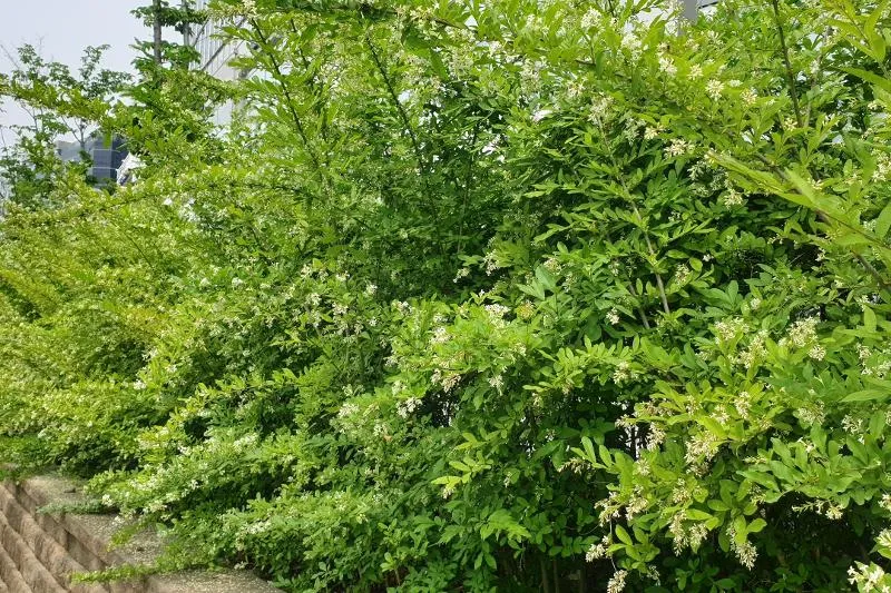 진한 향기에 취해버리는 이 꽃 산책로 옆 울타리 쥐똥나무_5