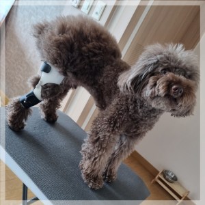 슬개골 탈구 보호대를 착용한 강아지 사진