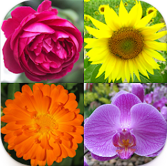 꽃 퀴즈 어플, 식물에 대 한 식물 퀴즈, 꽃 이름 찾기