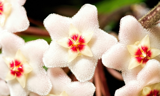 아름다운 자태 매력적인 향기 호야꽃 특징/종류/향기/꽃말/의미/인테리어