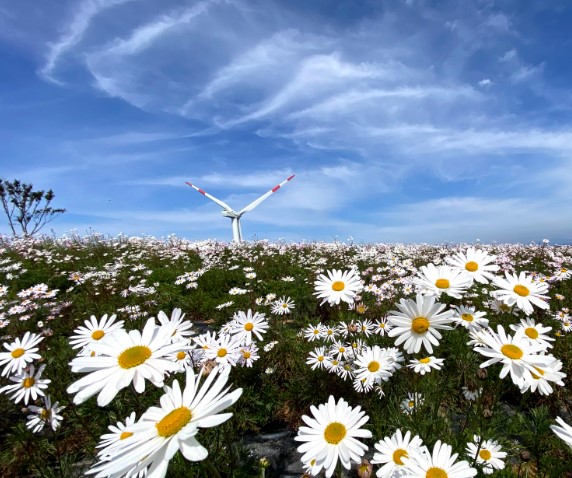 거창감악산-코스모스와풍력발전기