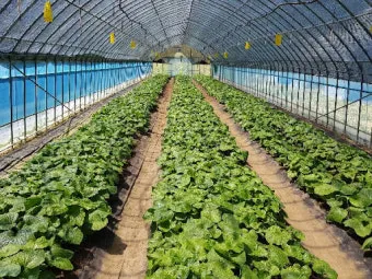 냉이 재배 가을 파종 월동 보온 봄 수확_5