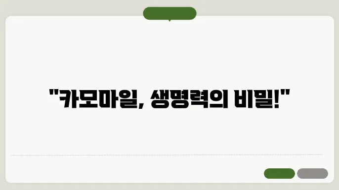 카모마일 차 차우