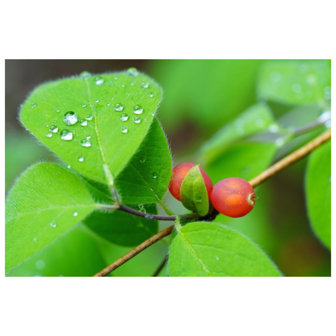 오미자와 관련된 사진입니다.