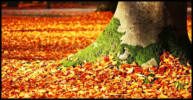 2024 내장산 단풍축제 기간 (국립공원)