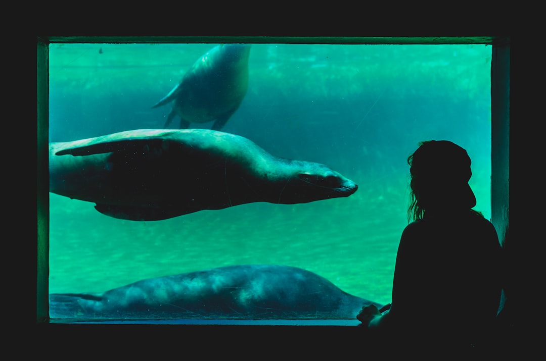 viewing
