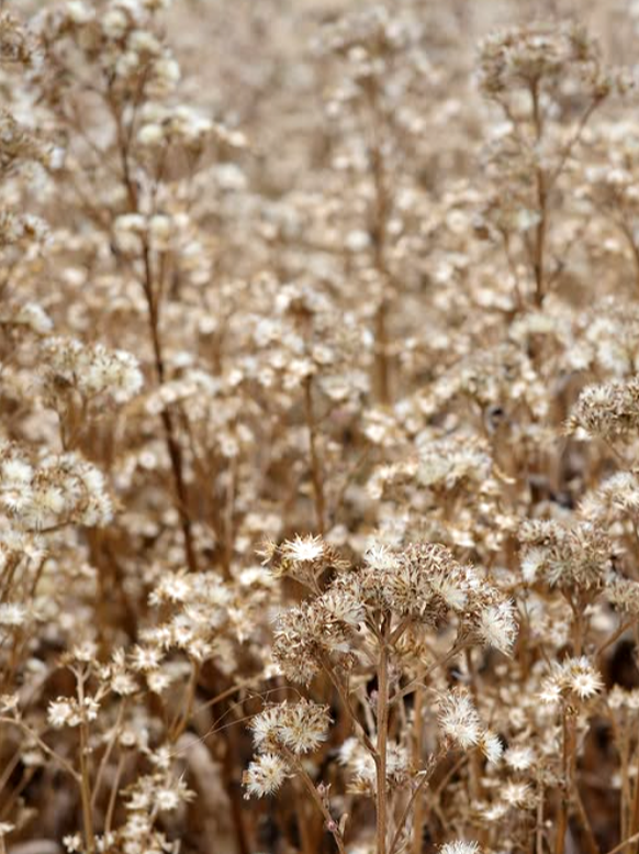 특색있고 아름다운 민간 정원 30선 추천 여행 - 09. 제주 베케정원