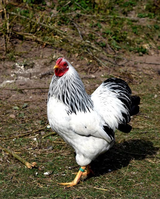 닭 꼬리깃만 봐도 건강이 보인다? 깃털로 읽는 품종과 서열