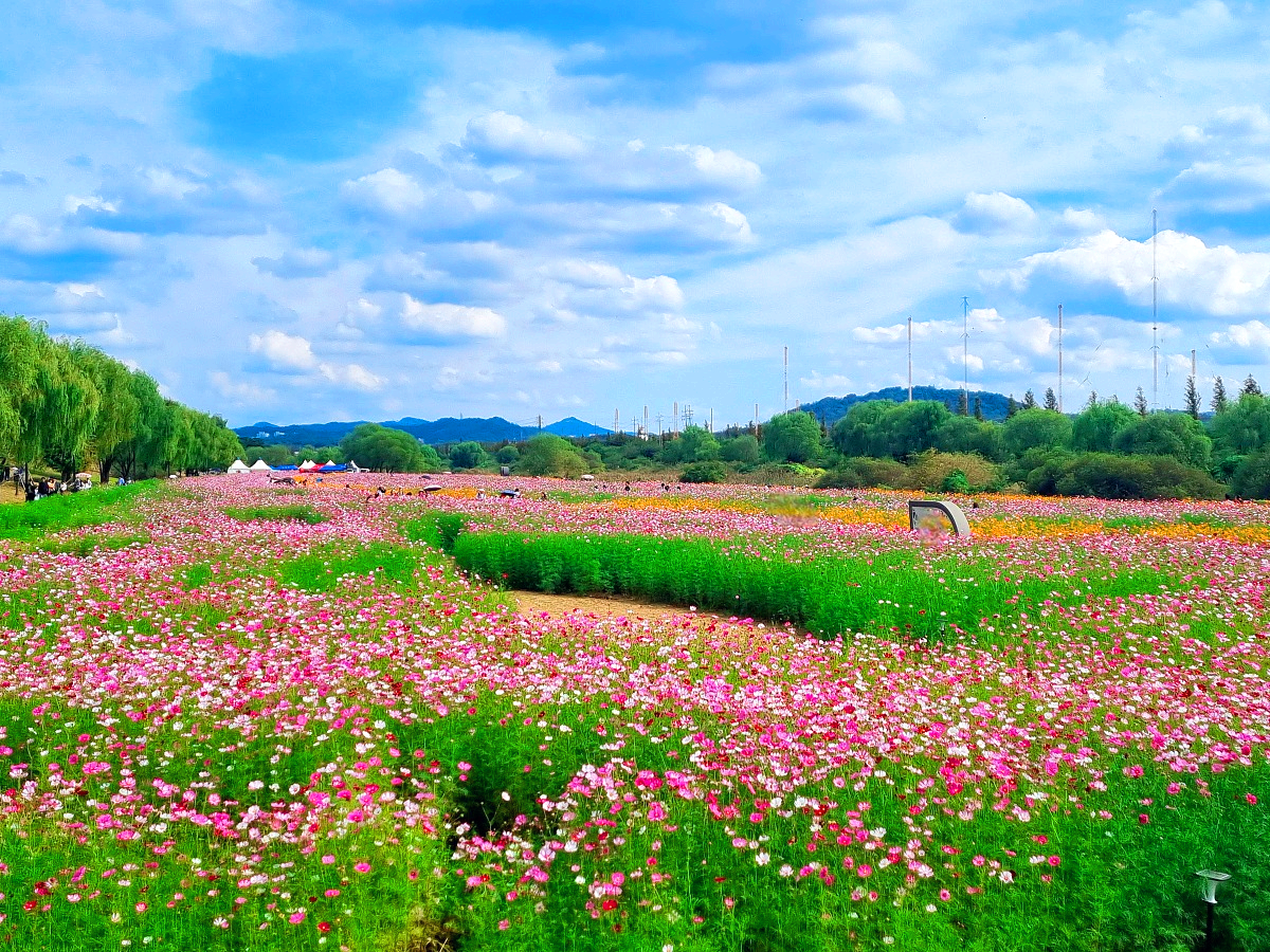 서울 근교 가을꽃 만발한, 경기도 고양시 강매석교공원 창릉천 코스모스축제