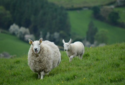 2025년 5월 양띠 운세
