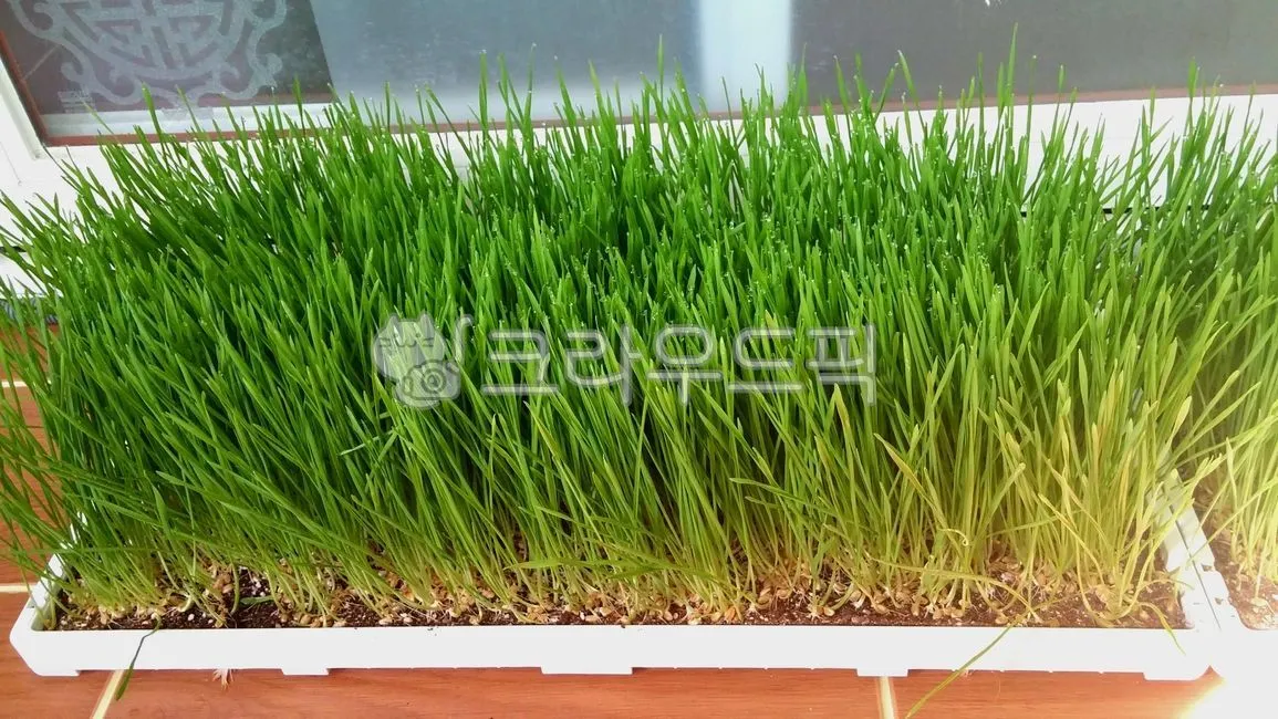 밀싹 재배 씨 뿌리기 발아 촉진 주기적 수확_1