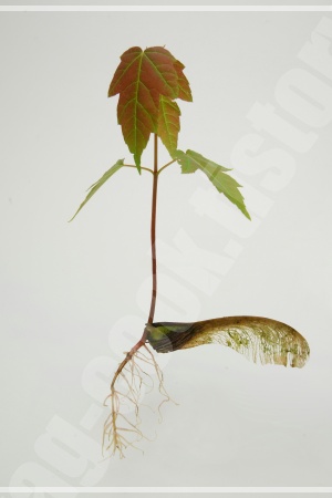 코레일톡 앱으로 청량리역에서 민둥산역까지 가는 기차표를 예매하는 스마트폰 화면 