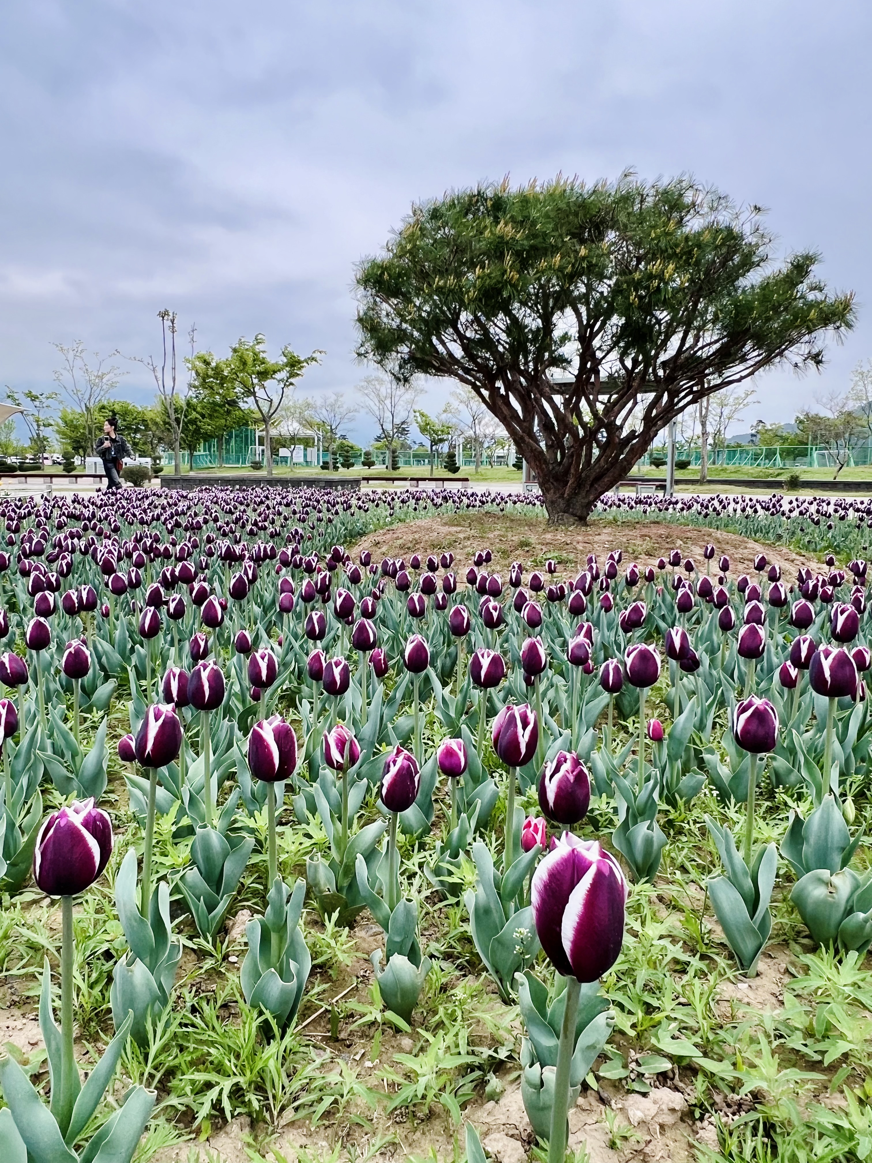 황산공원튤립