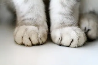 고양이 꾹꾹이 이유, 이불에 꾹꾹이 이유_32