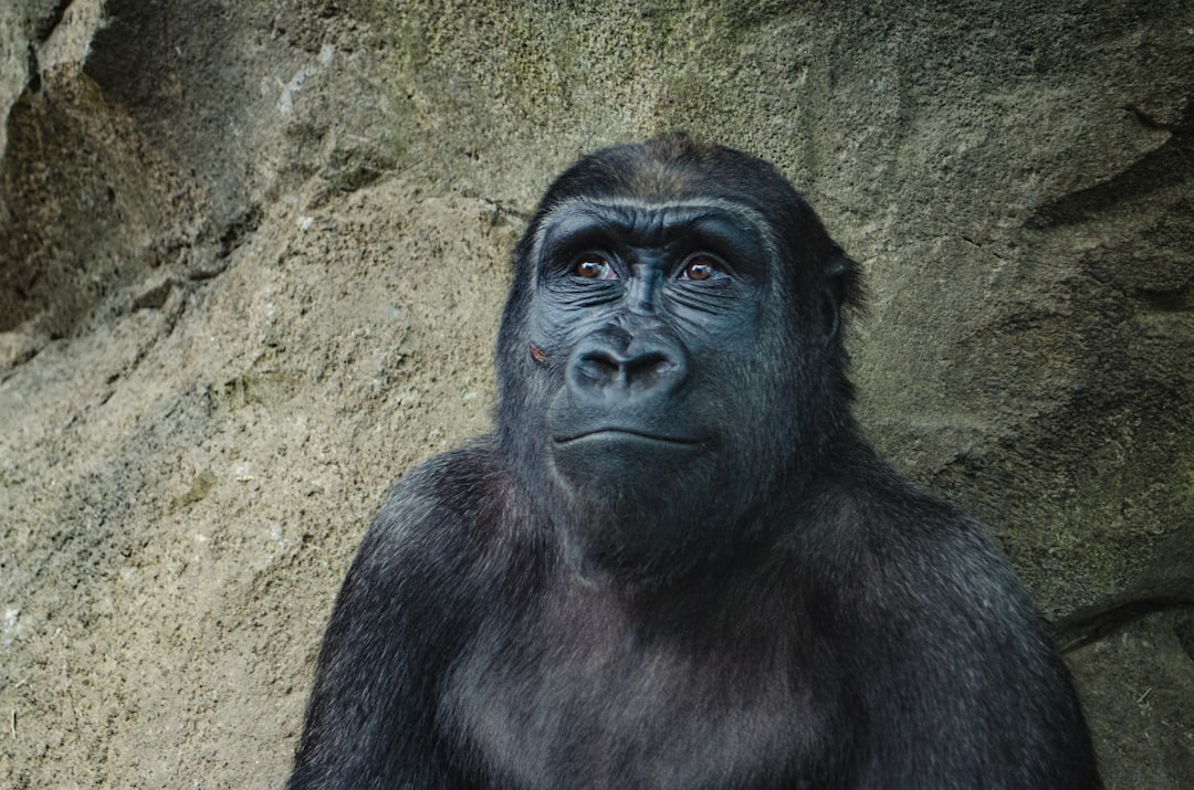 Animal