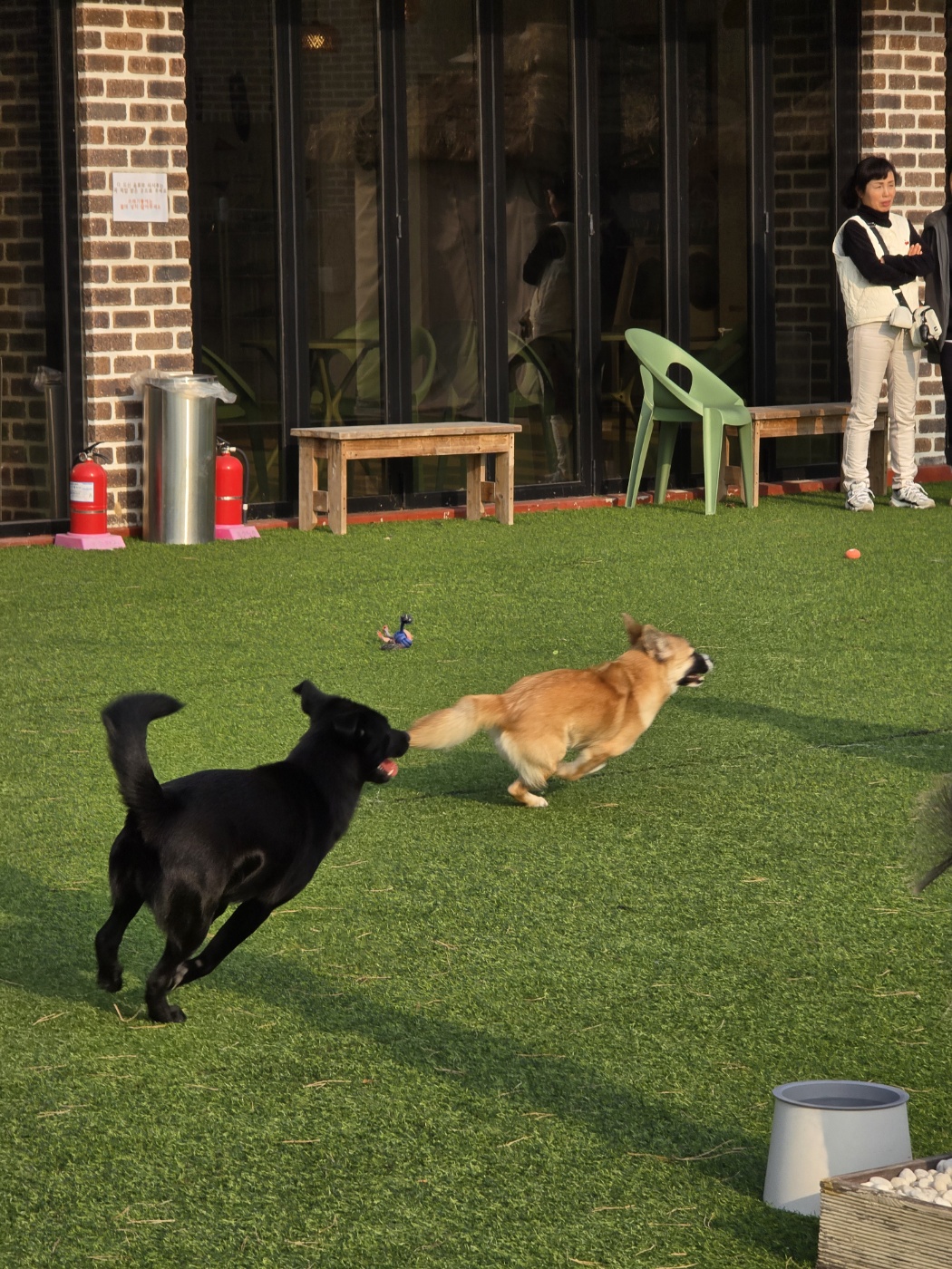 신나게 뛰어노는 강아지들