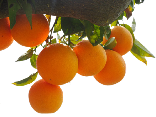 비타민 C 많은 식품